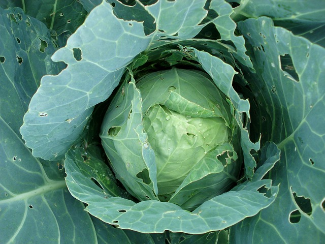 cabbage-494752_640