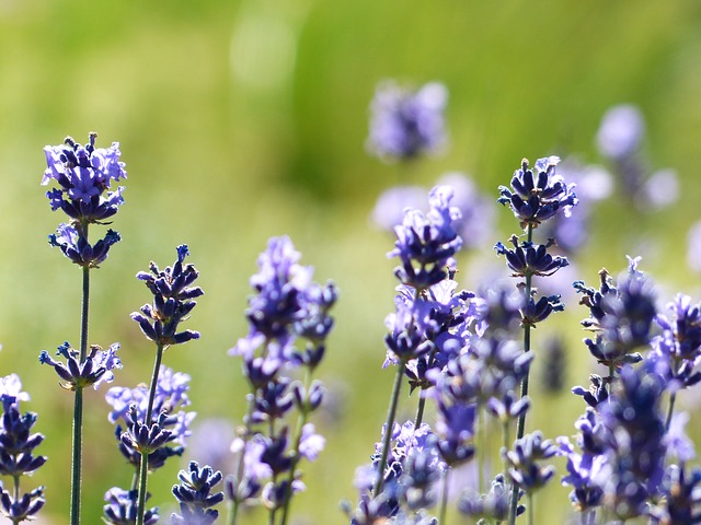 This image has an empty alt attribute; its file name is lavender-184001_640.jpg