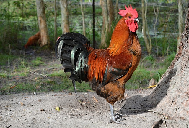 rooster-248032_640