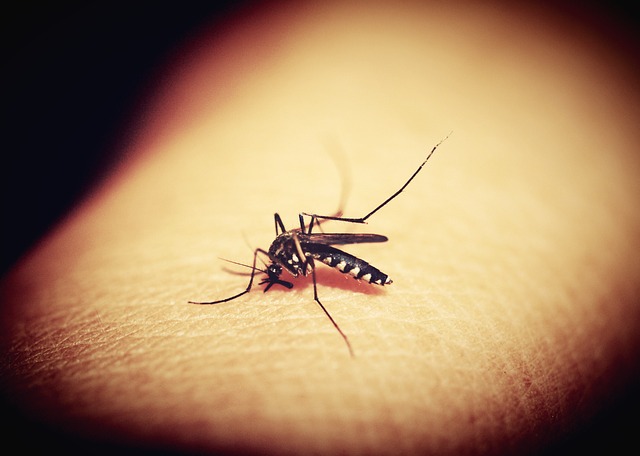 mosquitoe-1548975_640